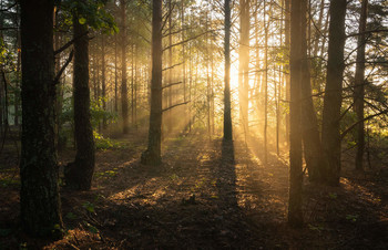 Заглянуло солнце в лес / утро в лесу