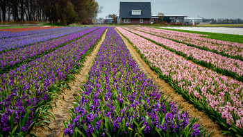 &nbsp; / Цветочное поле в Голландии