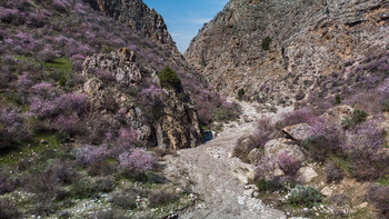 Даргаз / Цветение дикого миндаля в одном из каньонов гор Кара-Таш