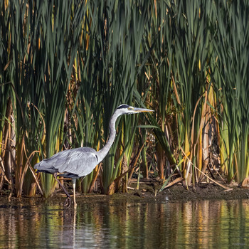 &nbsp; / Серая цапля (Ardea cinerea)