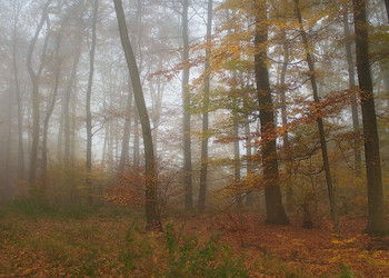 Рыжая осень... / Осеннее утро в туманном лесу.