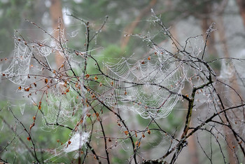 Утро росное / Раннее утро на Енисее, на деревьях над водой ловушки пауков украсились капельками росы