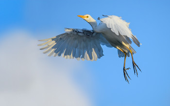 Cattle egret / Еги́петская ца́пля (лат. Bubulcus ibis)
В сравнении с другими видами цапель египетская менее зависима от водоёмов, хоть часто селится в непосредственной близости от них
Глаза египетской цапли расположены таким образом, что позволяют одновременно сфокусироваться на находящемся перед ними предмете — в первую очередь добыче. Физиологическое исследование также подтвердило способность птицы охотиться в тёмное время суток. Адаптировавшись к жизни в наземных ландшафтах, египетская цапля утратила характерную для своих околоводных сородичей способность точно определять цель под водой, искажённую преломлением лучей света