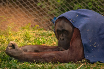  / Orangután en un momento del día