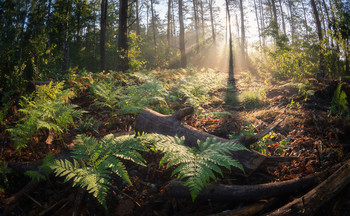 В лесной глуши / утро в лесу