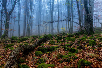 Осень в горах / Фото сделано в осеннем лесу. На горном массиве Рён, расположенном в центральной части Германии.