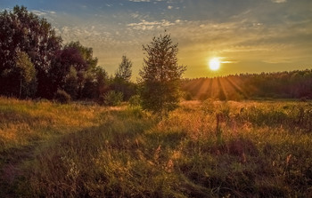 Вечер августа / 14.08. 2021. Московская область, Дрезна ...