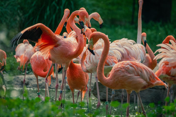 &nbsp; / Flamencos en el zoo