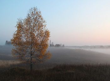 Одинокая береза в тумане / Калужская область