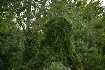 &nbsp; / I thought that it would be great to post another photo of this beautiful woman dressed in a veil of leaves.