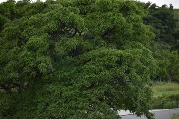 Mimicry / Is this a tree or a dog disguised as a tree? You tell me what face you see.