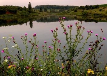 Цветы у озера / Цветы у озера