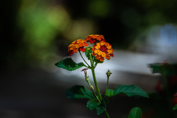 &nbsp; / Flores de temporada amplia