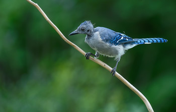 Blue jay (juvenile) / Голубая сойка (молодая птица)
Нет- птица не больна (!)
в короткий промежуток времени молодая сойка теряет &quot;детское&quot; оперение на голове , 
понятное дело, что новое оперение не отрастает моментально.
По обыкновению молодняк прячется, лично мне ранее не доводилось увидеть сойку на таком этапе взросления.
Могу лишь напомнить , что &quot;лысые&quot; птицы существуют: индейка, страус,ибисы,гриф и стервятники , но у этих отсутствие перьев на постояной основе)