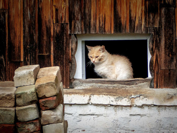 Меланхоличный портрет / Кошка во дворе дома