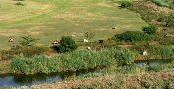 Коровки / Река, поле,коровы