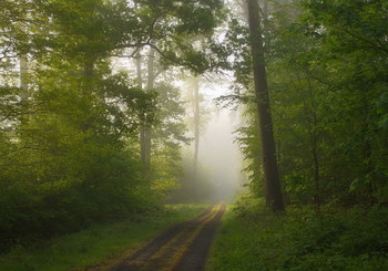 Солнце в тумане / Весеннее у тро в лесу .