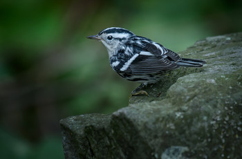 Black-and-white warbler / Пе́гий певу́н (Черно-белая певчая птица), или пегая американская славка (лат. Mniotilta varia) — маленькая певчая птица семейства древесницевых.
Единственный представитель рода Mniotilta,что означает «ощипывание мха».
Когда-то птица была известена, как «Черно-белый крипер», имя, которое довольно хорошо описывает его поведение. Подобно поползню (и в отличие от других певчих птиц), она лазает по стволам и основным ветвям деревьев в поисках насекомых в трещинах коры. Часто кормится на земле.