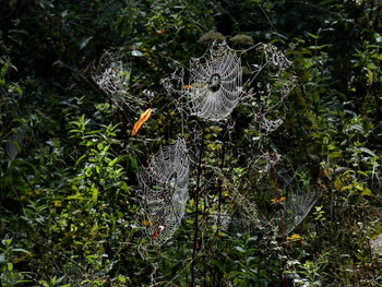 &nbsp; / Spinnennetze am Wegrand