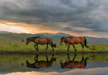 Тайными тропами / Алтай кони красивые места