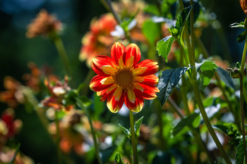 &nbsp; / En el jardín