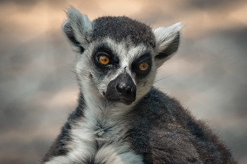 &nbsp; / Lemur