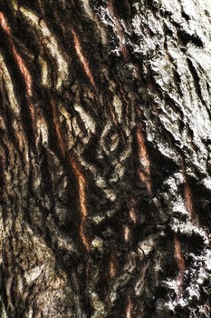 &nbsp; / Etched on the bark of trees are liforms from another realm. Writing on wood is a language worthy of deciphering.