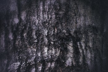 &nbsp; / Grey alien left his imprint on the bark of the tree.