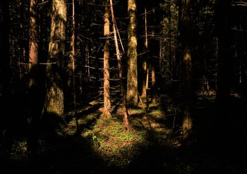 Солнечный оазис в темном лесу ... / Лес ...