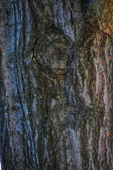&nbsp; / Written on the bark of trees is Earth's secret history. Shapes and patterns only the spiritual can decipher depict tales of visitation, and exchanges amongst beings. 

The hidden secret written in trees.