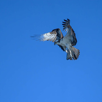 Osprey / Скопа.
Пару дней назад мне удалось понаблюдать скопу во время охоты.
На этом снимке момент зависания: или высматривая добычу ,или непосредственно перед атакой