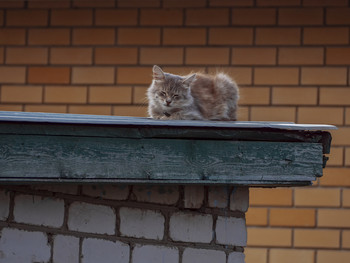 Кошачья нирвана / Кошка на крыше