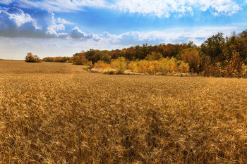 Осень в Поволжье / поле, недалеко от Петра Дубравы