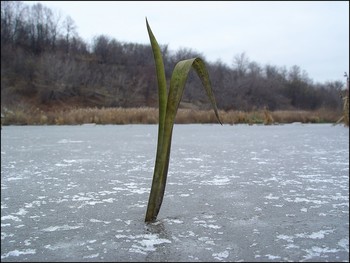 Не Успел Увянуть / Не Успел Увянуть