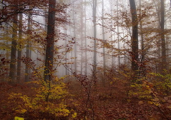 Про Осень... / Уйти , что бы вернуться... Осенний лесной пейзаж.
