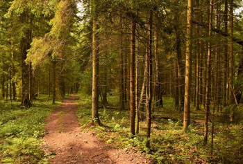 Дорога через лес ... / Лес ...