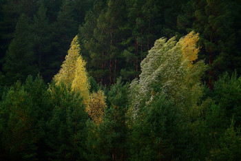 Ветер... / Осенний лес...