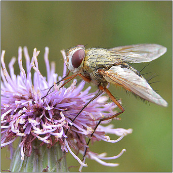 Фаония. / Фаония дудниковая - Phaonia angelicae. Настоящая муха семейства - КОРОТКОУСЫЕ ДВУКРЫЛЫЕ, насчитывает около 5 тыс. видов, разделенные на 100 родов. Лет с мая по октябрь.