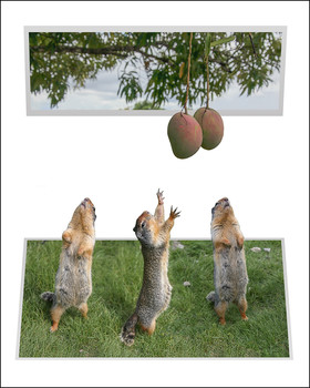 Сластёны / Columbia Ground Squirrel (земляная белка)