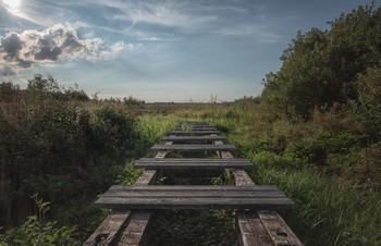 &nbsp; / ein verlassener Steg im Donaumoos

сеть В болоте