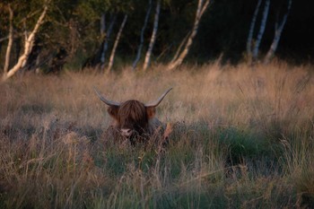 &nbsp; / Der abendliche Schlafplatz des schottischen Rind