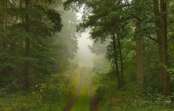 Дорога в туман..... / Осенний пейзаж. Утро в лесу .