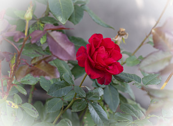 Роза / Цветок из нашего сада