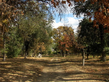 Осенний мотив / Сельский парк, дорога