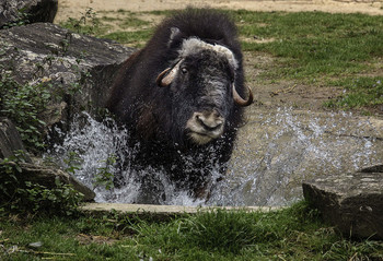 В ушате, в корыте, в..... / ***