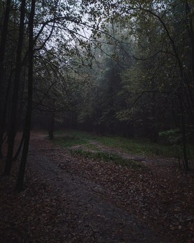 Лес / В дождливом лесу