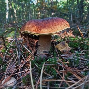 Грибная пора / лес гриб осень природа боровик
