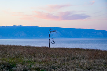 Одиночный танец на берегу / Одинокое «танцующее» дерево на берегу. Байкал, о. Ольхон. Снято на Sony A6400+SEL1655G