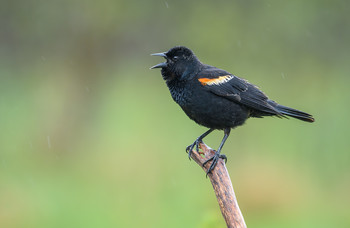 Red-winged Blackbird (male) / Красноплечий трупиал - это полигамный вид: самец сожительствует с полутора-десятка самок
Ну и естественно ему приходится защищать свою територию,особенно в брачный период, наверное потому он яростно горланит усевшись высоко на дереве.
В дикой природе птица живет в среднем 2 года,
Самый старый зарегистрированный Красноплечий чёрный трупиал в дикой природе прожил 15 лет и 9 месяцев.