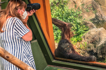 &nbsp; / La mirada del orangután a la fotógrafa ...